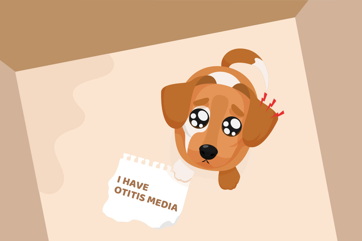 Addressing Pet Pain: Strategies for Managing Cat and Dog Otitis Media